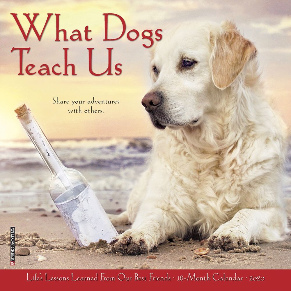 What Dogs Teach Us Mini Wall Calendar 2020 eBay