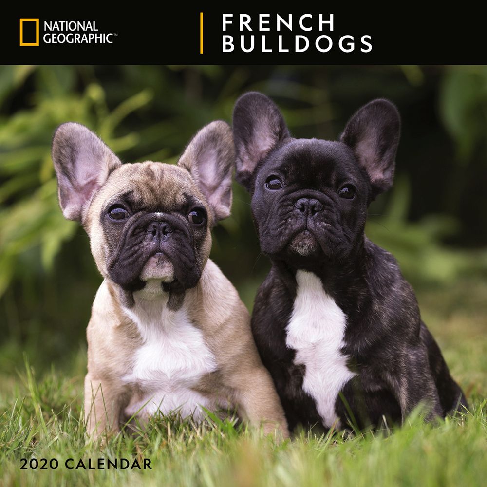 french-bulldogs-national-geographic-wall-calendar-2020-ebay