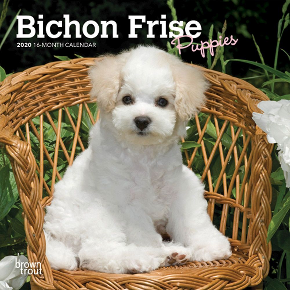 Bichon Frise Puppies Mini Wall Calendar 2020 eBay