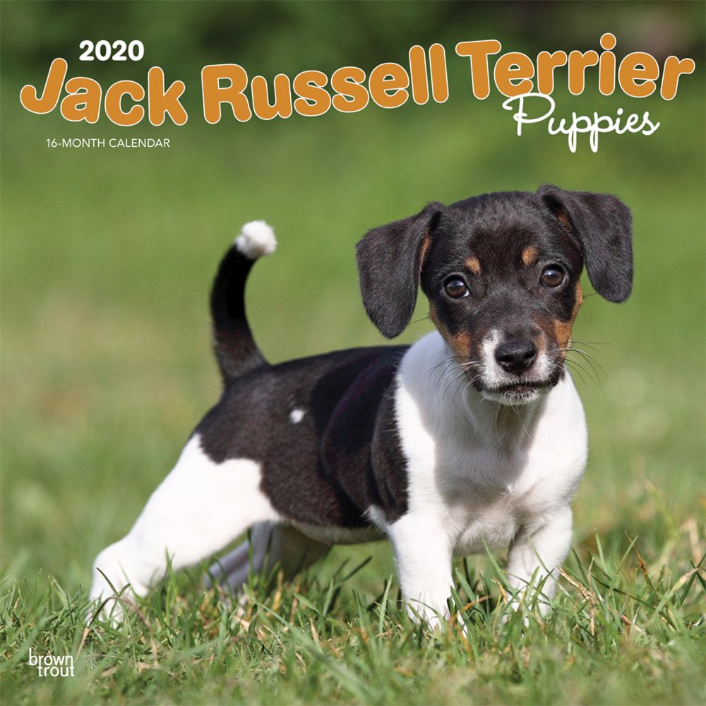 Jack Russell Terrier Puppies Wall Calendar 2020 | eBay