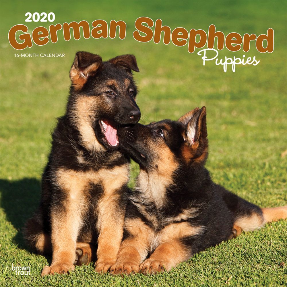 german-shepherd-puppies-wall-calendar-2020-ebay