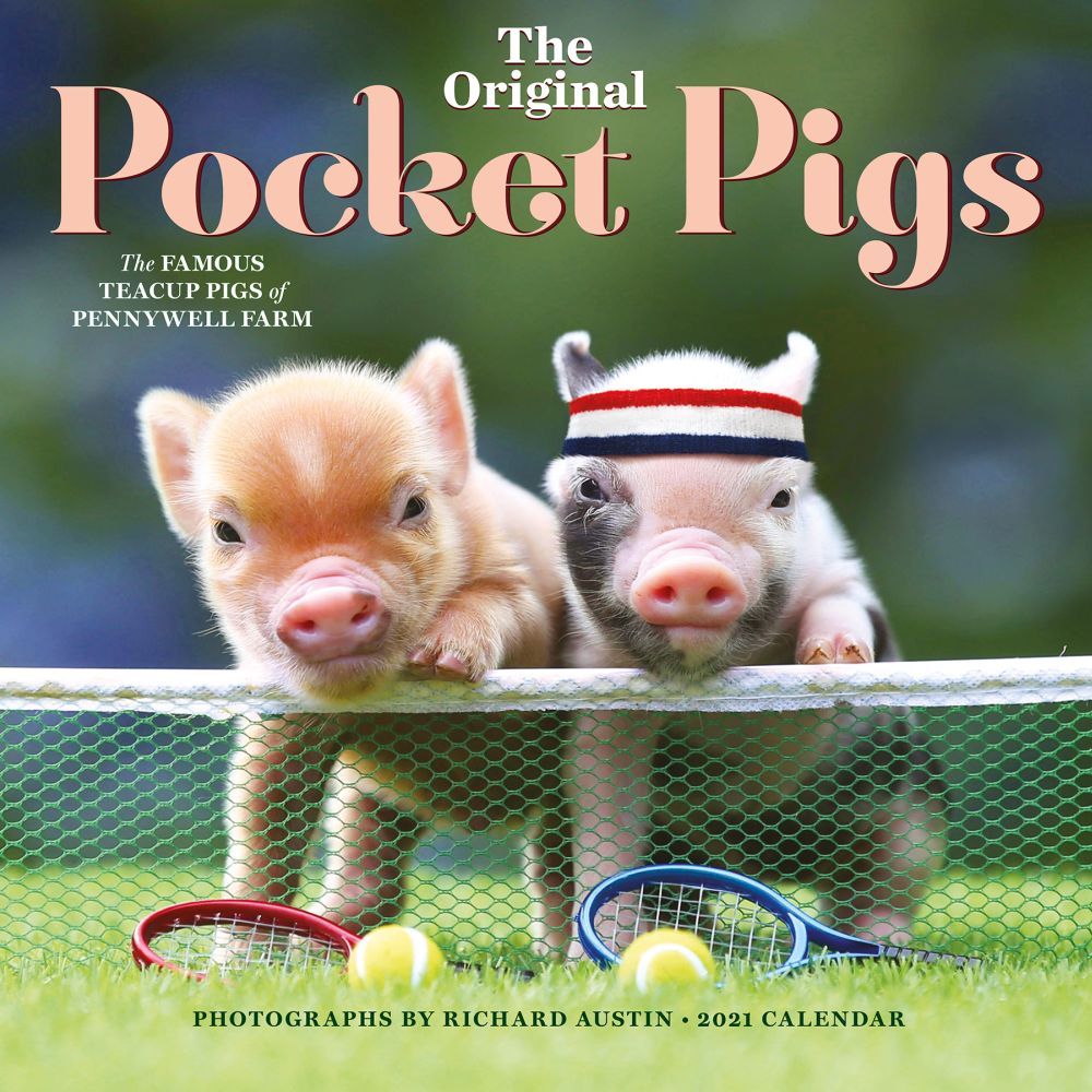 Pocket Pigs Wall Calendar 9781523509188 eBay