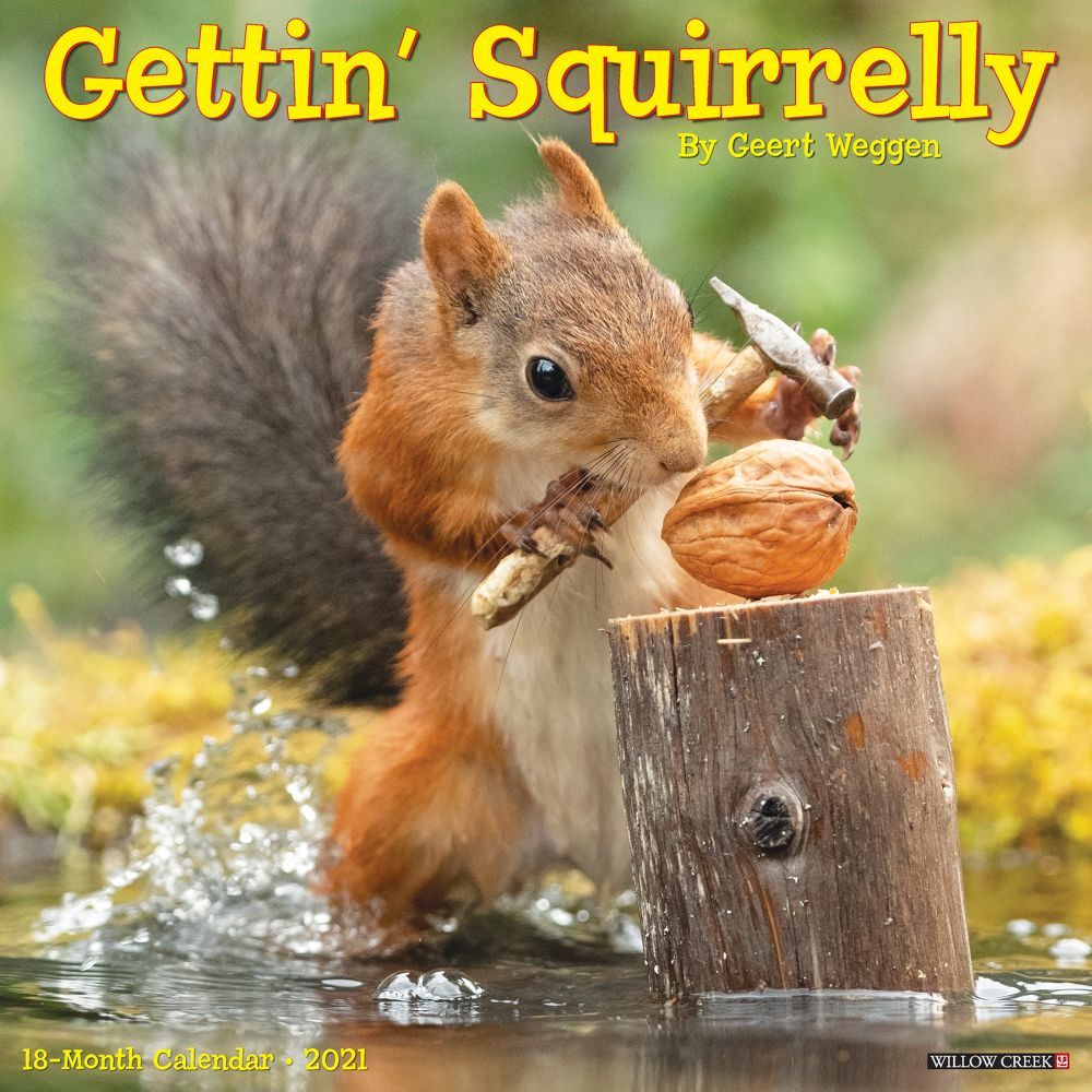 Getting Squirrelly Wall Calendar 709786056217 eBay