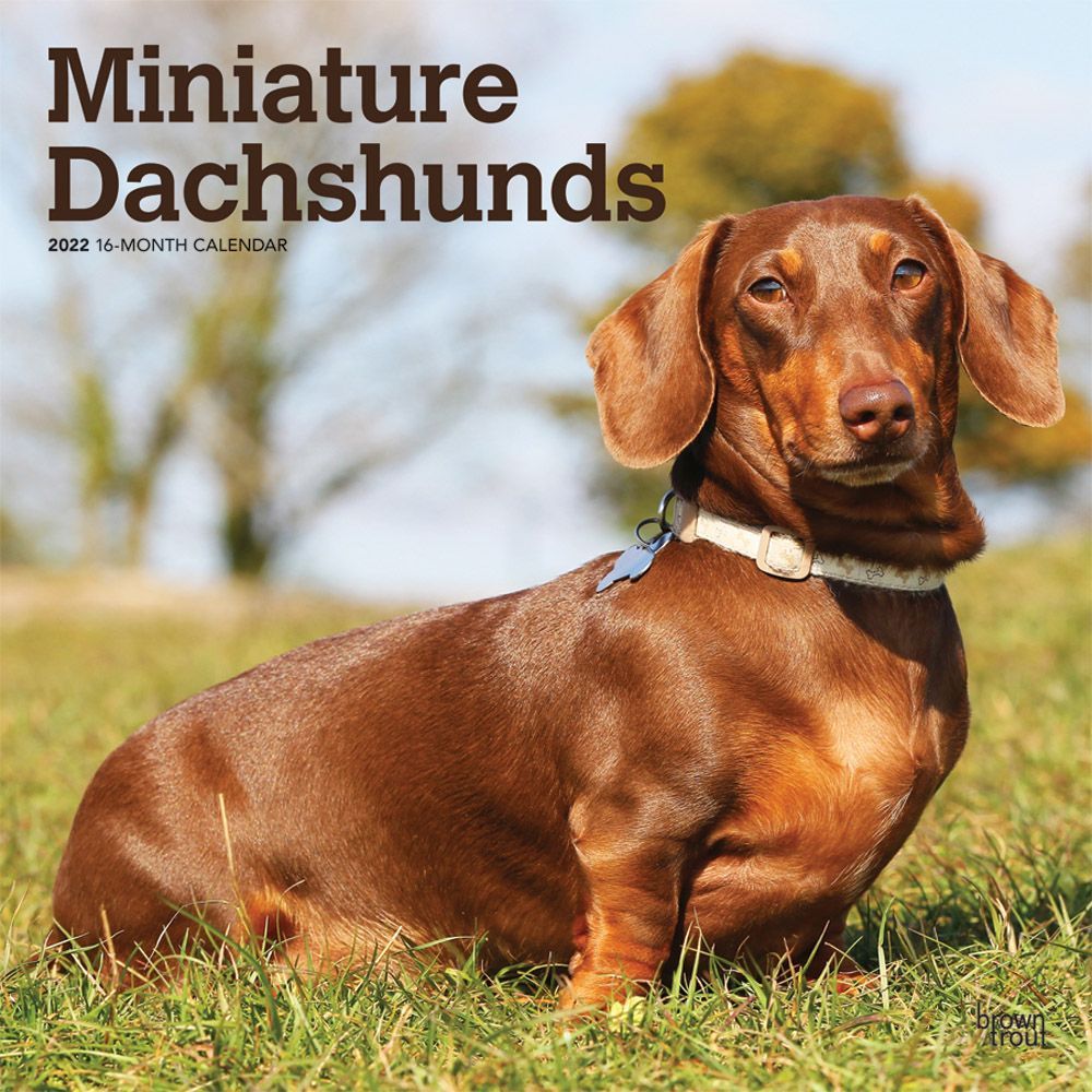 BROWNTROUT, MINIATURE Dachshunds 2022 Wall Calendar 14.99 PicClick